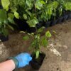 GRAB POSPOLITY CARPINUS BETULUS – SZKÓŁKOWANY w doniczce P9 - obrazek 2