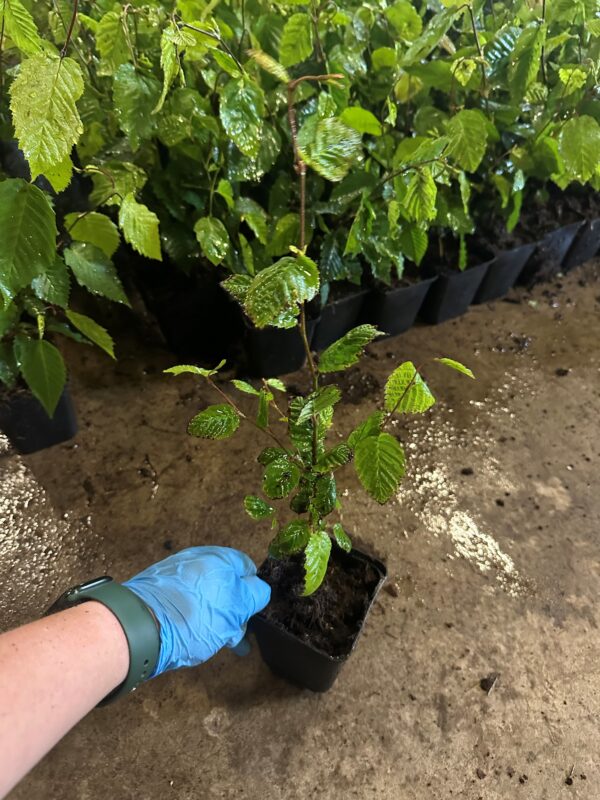 GRAB POSPOLITY CARPINUS BETULUS – SZKÓŁKOWANY w doniczce P9 - obrazek 2