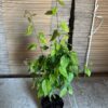 GRAB POSPOLITY CARPINUS BETULUS – SZKÓŁKOWANY w doniczce C2 - obrazek 2