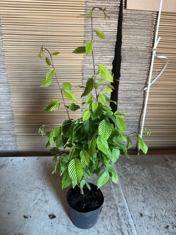 GRAB POSPOLITY CARPINUS BETULUS – SZKÓŁKOWANY w doniczce C2 - obrazek 2