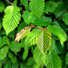 GRAB POSPOLITY CARPINUS BETULUS – SZKÓŁKOWANY w doniczce P9