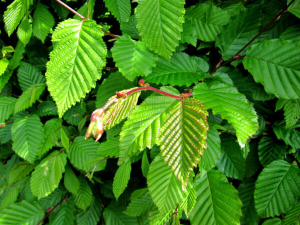 GRAB POSPOLITY CARPINUS BETULUS – SZKÓŁKOWANY w doniczce C2